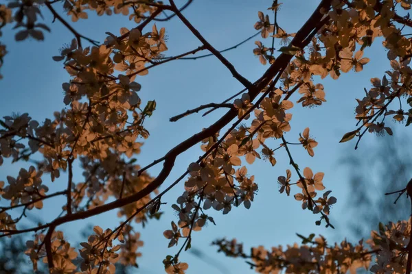 开着花的春天苹果树枝条 明亮的蓝天背景 城市的公园 — 图库照片