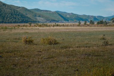 Bozkırda yeşil ağaçlarla kaplı dağlarla kaplı bir sincap tarlası. Küçük çalıları olan sarı kuru otlar. Hava sisi. Baykal doğası