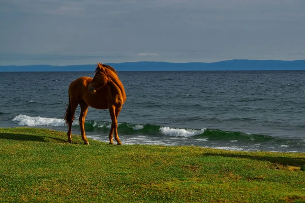 Caballo Marrón Rojo Costa Hierba Verde Del Lago Azul Baikal — Foto de Stock