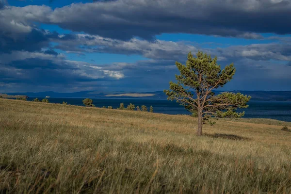 Coniferous Green Pine Tree Stands Grassy Shore Blue Lake Baikal — Stock Photo, Image