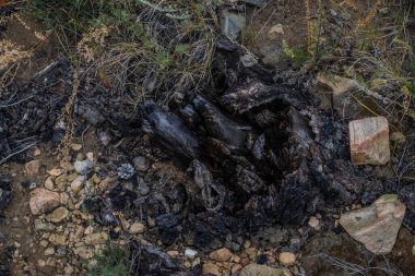 Ateş üstüne ağaç dallarından yanmış siyah kalıntılar. Taşların ve yeşil çimenlerin arasında is ve kül. Baykal doğası. Ateş.