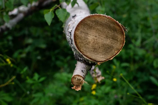 Yellow Orange Cut White Birch Tree Green Forest Russia — Stock Photo, Image