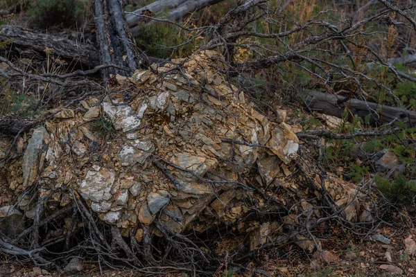 뿌리의 아래쪽을 기하학적 돌들이 회색의 나무와 풀들이 있습니다 — 스톡 사진