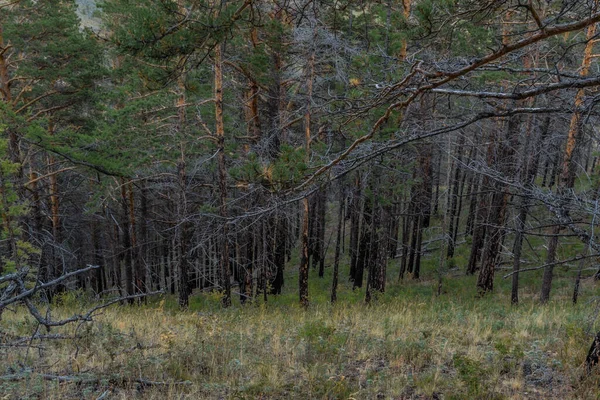 Árvores Baikal Cinzentas Secas Com Troncos Pretos Após Fogo Ficam — Fotografia de Stock