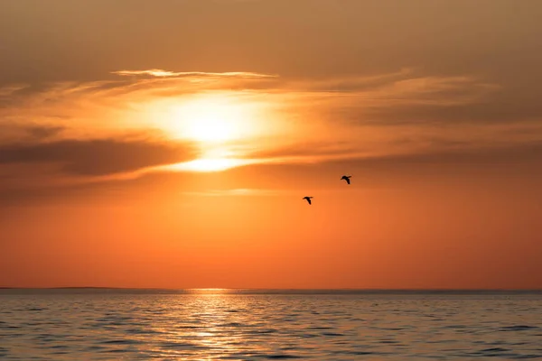 Double Breasted Cormorants Fly Mille Lacs Minnesota Golden Sunset — Stock Photo, Image