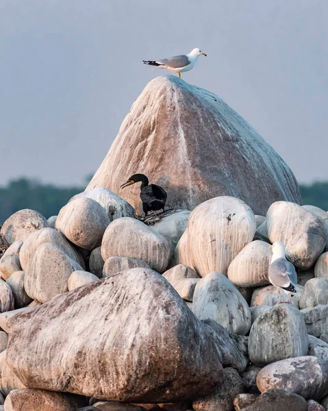 Double Breasted Cormorants Herring Gull Perch Boulder Hennepin Island Mille — Stock Photo, Image