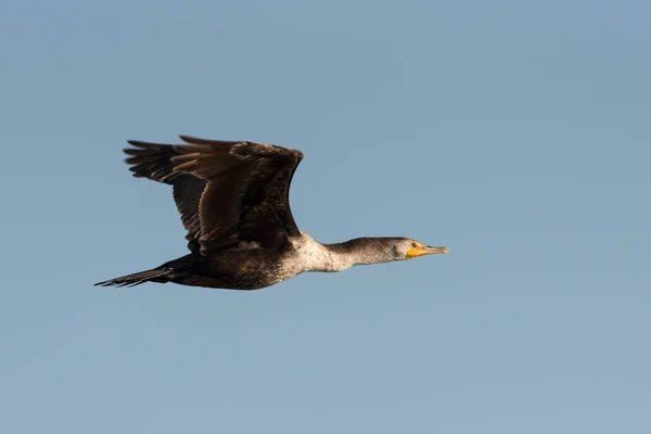 Double Crested Cormorant Flight — Stock Photo, Image