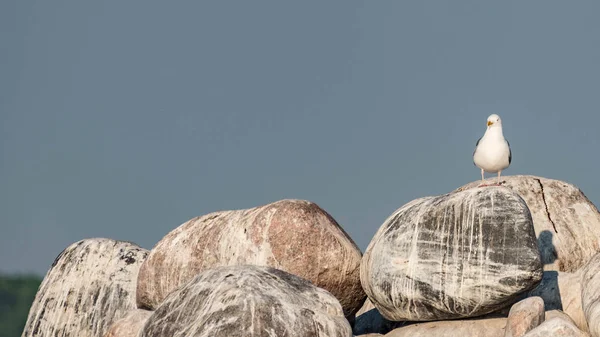 Herring Gull Perched Rock — Stock Photo, Image