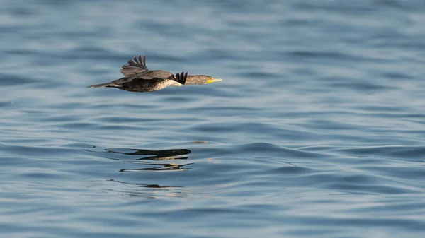 Double Crested Cormorant Flying Mille Lacs Minnesota — Stock Photo, Image