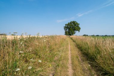 Norfolk 'ta Ülke Yolu, İngiltere, Birleşik Krallık