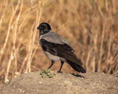 Kapüşonlu Karga Yerde Duruyor