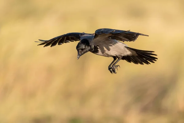 Kapuzenkrähe Bereitet Sich Auf Land Vor — Stockfoto