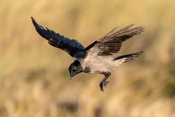 Kapuzenkrähe Bereitet Sich Auf Land Vor — Stockfoto