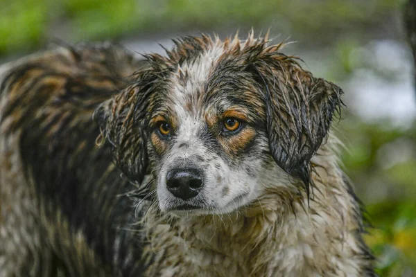 Yağmurda ıslak köpek
