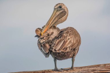 Kahverengi Pelikan Portresi