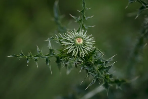 Distelblume Auf Grünem Hintergrund — Stockfoto