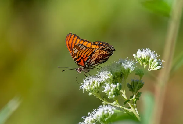 Schmetterling Hockt Auf Einer Blume — Stockfoto