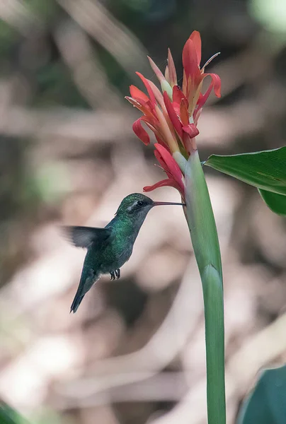 Colibrí Chupando Una Flor — Foto de Stock