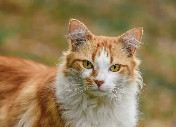 kedi ön planda