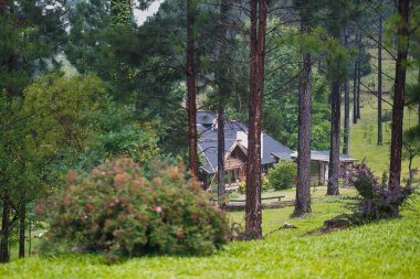 Orman ağaçlarının arasında bir ev