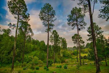 Ormanda bulutlu bir gün batımı