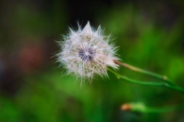 Karahindiba meyvesine yakın çekim