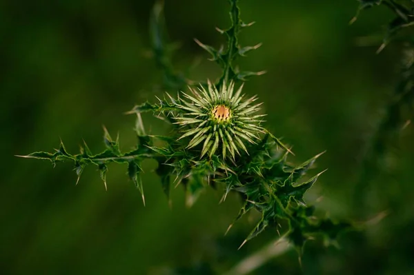 Nahaufnahme Einer Distelblume Mit Dornen — Stockfoto