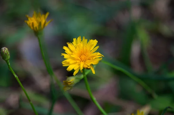 Yellow Dandelion Flower Forest — Stock Photo, Image