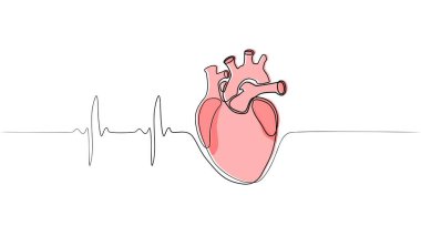 Anatomik kalp çizimi. Kalp atışı. Bir çizgi. Vektör illüstrasyonu