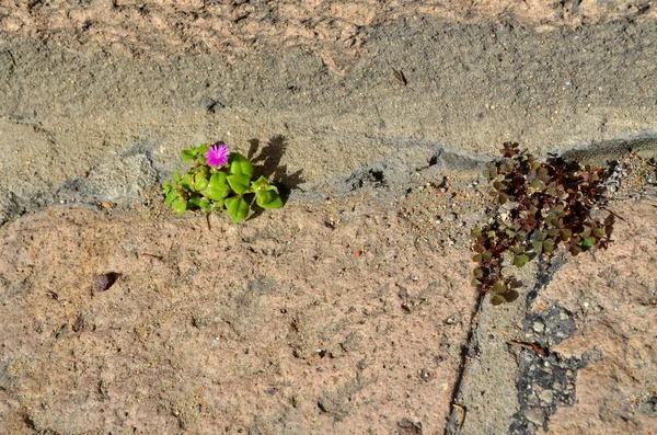 Purple mini flower growing on footpath