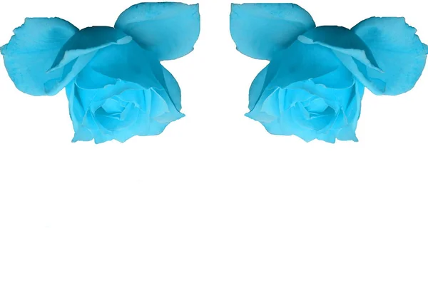 two blue roses at the top on a white background