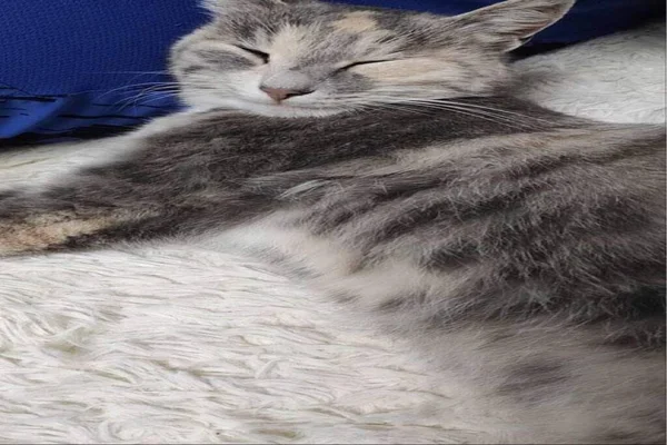 Kočka Pokojně Spí Domě — Stock fotografie