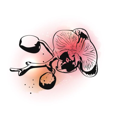 Beyaz arka plan üzerinde pembe suluboya sıçramaları üzerinde el çizilmiş mürekkep orkide çiçek