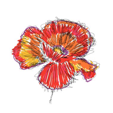 Beyaz arka plan üzerinde vektör kroki kırmızı haşhaş