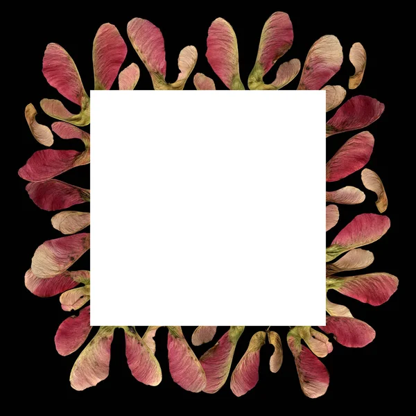 Pink Maple Sseeds Frame Background — Stock Photo, Image