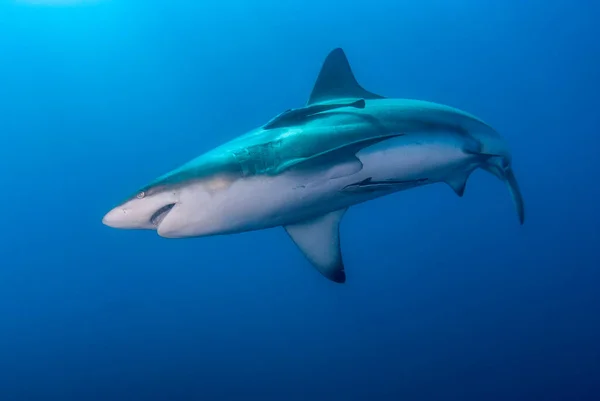 Tiburón Punta Negra Oceánica Nadando Azul — Foto de Stock