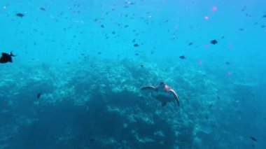 Yeşil kaplumbağa (Chelonia mydas) bir resif balığı sürüsü arasında nefes almak için yüzeye yüzüyor..