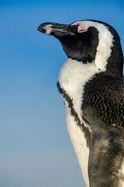 Bir Afrikalı penguenin dikey portresi (Spheniscus demersus) 