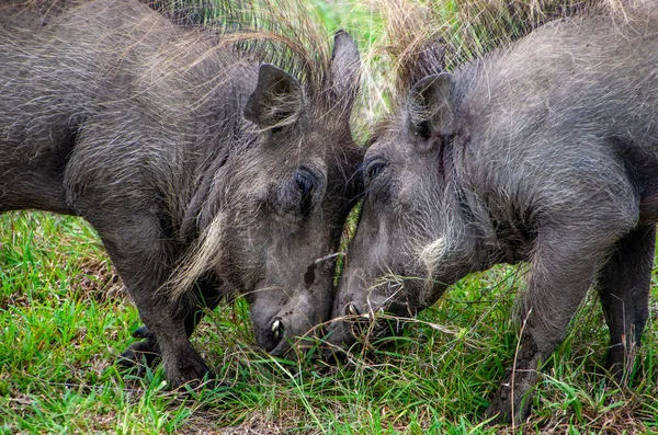 Savaşan Iki Domuzun Portresi Phacochoerus Africanus — Stok fotoğraf