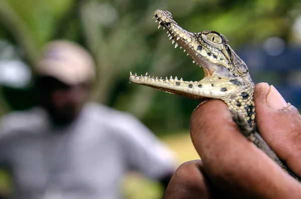 Crocodilo Bebê Segurar Uma Mão Durante Uma Palestra Uma Fazenda — Fotografia de Stock