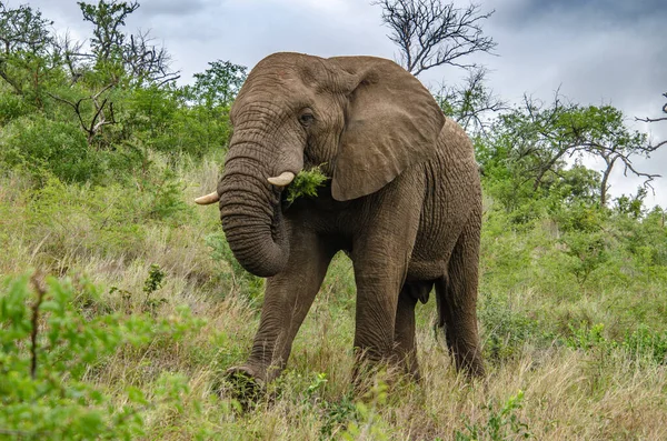 Afrikanischer Elefant Frisst Pflanzen Der Savanne — Stockfoto