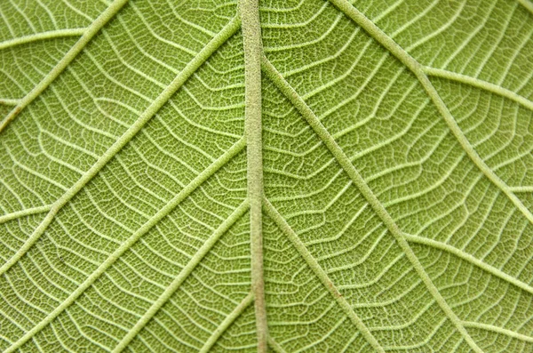 Leaf Texture Background Digital Edition — Stock Photo, Image