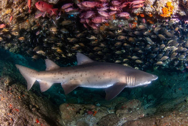Kum kaplanı köpekbalığı (Carcharias taurus) küçük balık sürüsüyle bir mağarada