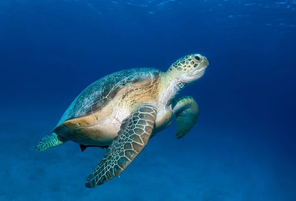 Yeşil kaplumbağa (Chelonia mydas) mavi yüzüyor