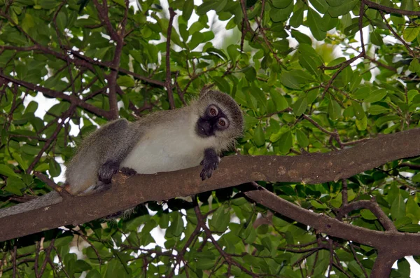 Vervet Macaco Chlorocebus Pygerythrus Que Estabelece Nos Ramos — Fotografia de Stock