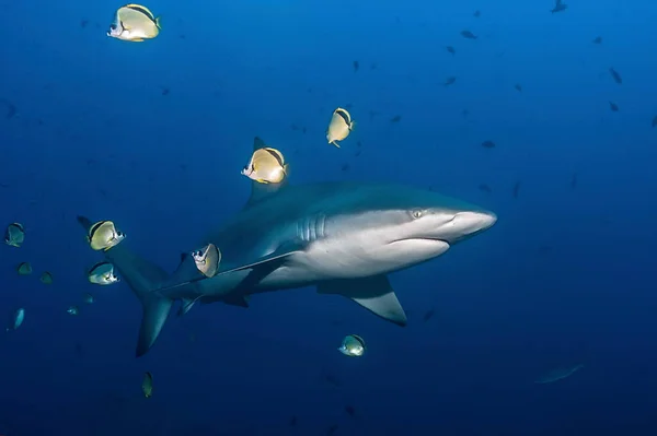 Tiburón Galápagos Carcharhinus Galapagensis Nadando Azul Con Pequeño Grupo Peces — Foto de Stock