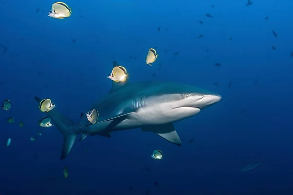 Galapagos köpekbalığı (Carcharhinus galapagensis) küçük bir grup kelebek balığıyla mavi yüzüyor.