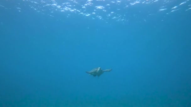 Grüne Schildkröte Schwimmt Blau — Stockvideo