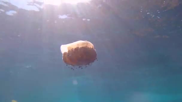 Jellyfish Cotylorhiza Tuberculata Surface Sea — Stock Video