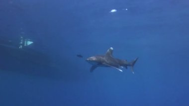 Sakince yüzen bir köpekbalığının ayrıntıları.